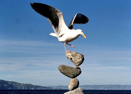 balanced-bird.jpg